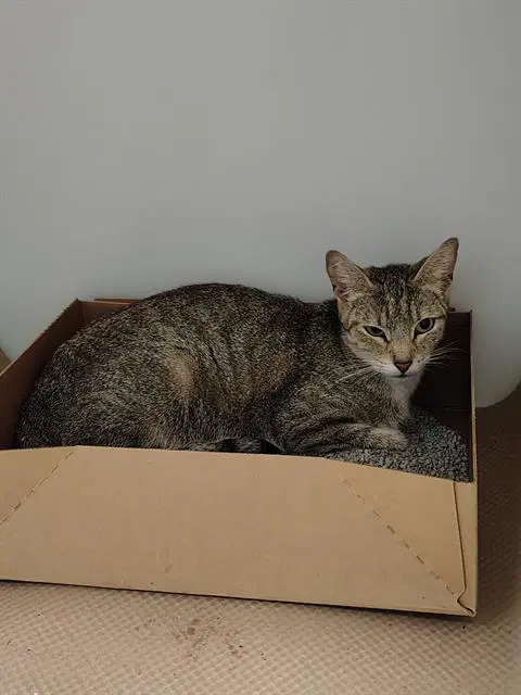 Unknown - Domestic Short Hair