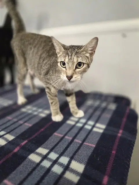 Unknown - Domestic Short Hair