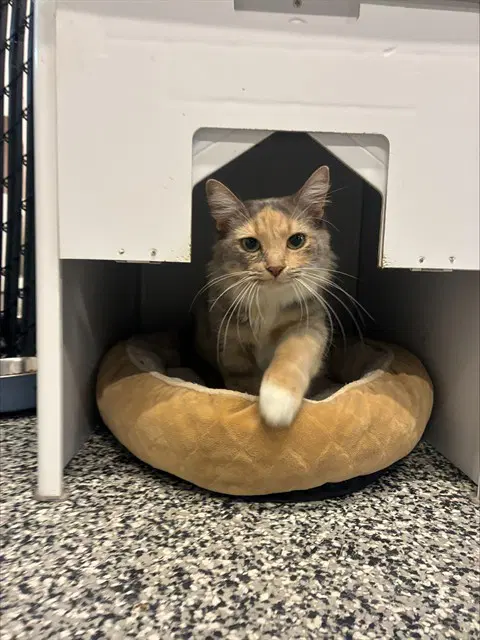 Variegated - Domestic Short Hair