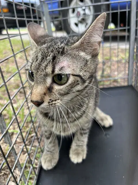 Unknown - Domestic Short Hair