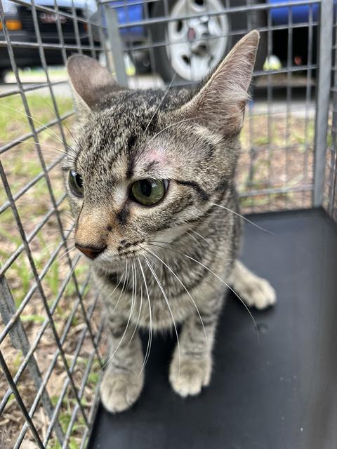 picture of the cat needing adoption