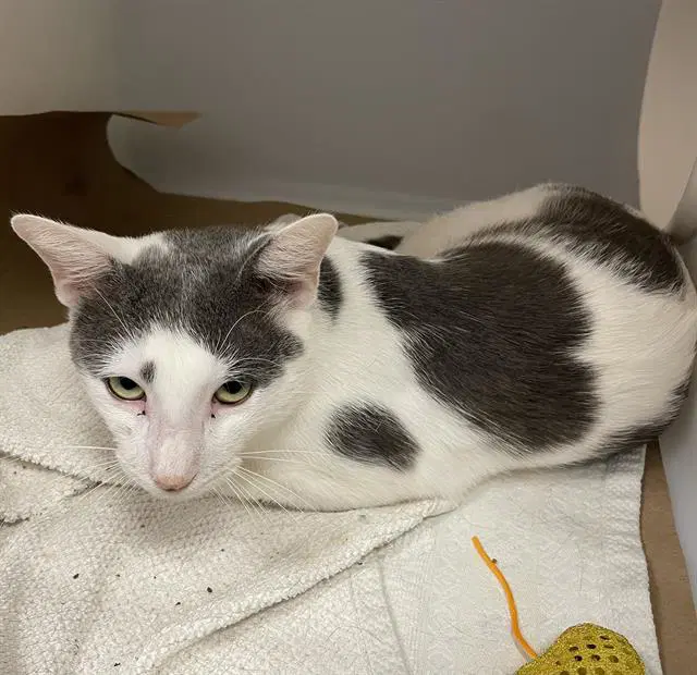 Unknown - Domestic Short Hair