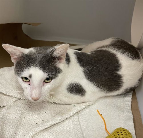 picture of the cat needing adoption