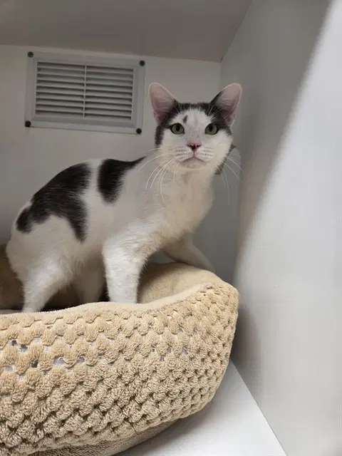 Tyson - Domestic Short Hair