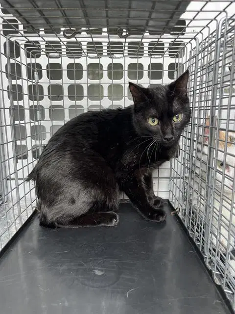 Unknown - Domestic Short Hair