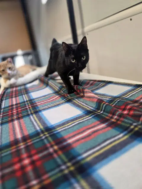 Raven - Domestic Short Hair