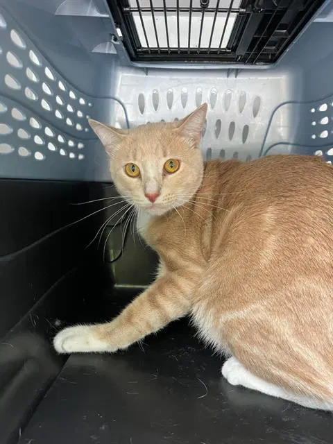 Unknown - Domestic Short Hair