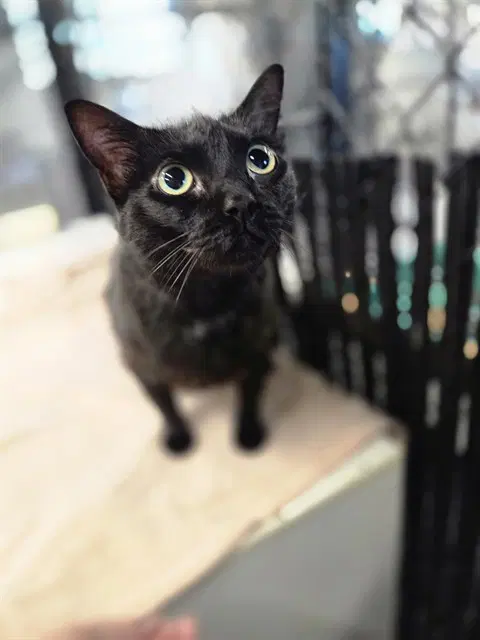 Baby - Domestic Short Hair