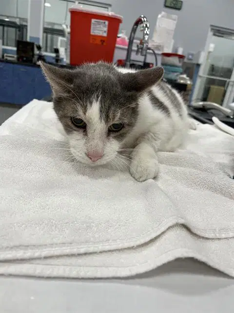 Jimmy - Domestic Short Hair