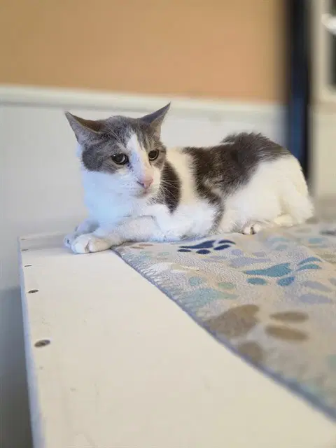 Jimmy - Domestic Short Hair