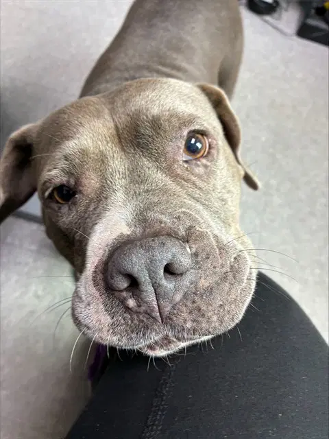 Barbie - Mastiff