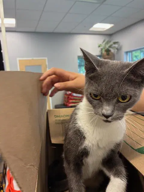 Unknown - Domestic Short Hair