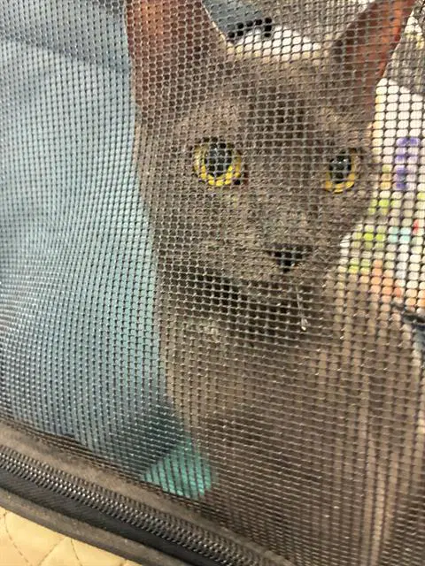 Unknown - Domestic Short Hair