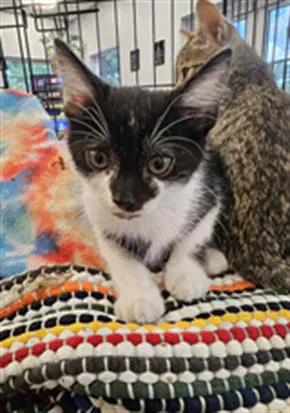 Unknown - Domestic Short Hair