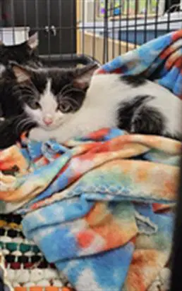 Unknown - Domestic Short Hair