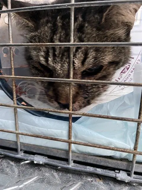 Unknown - Domestic Short Hair