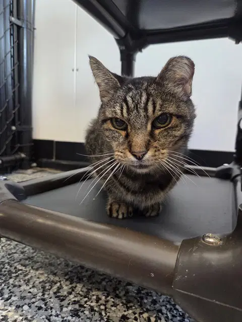 Merida - Domestic Short Hair