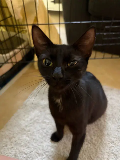 Nevaeh - Domestic Short Hair