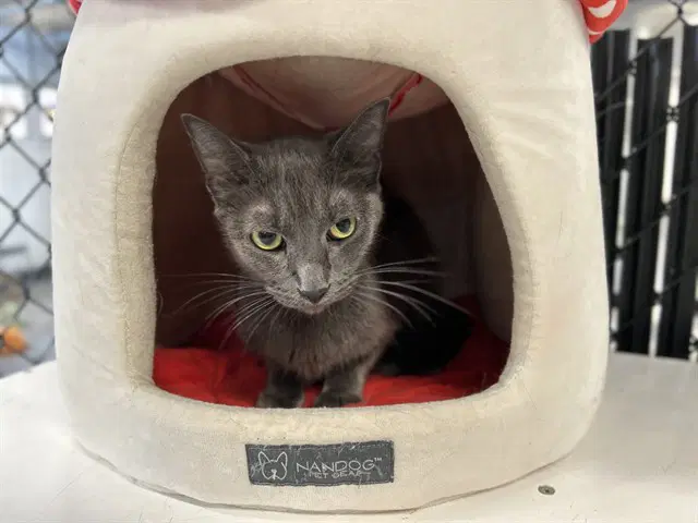 Mila - Domestic Short Hair