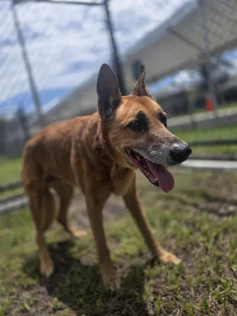 Viola - German Shepherd Dog
