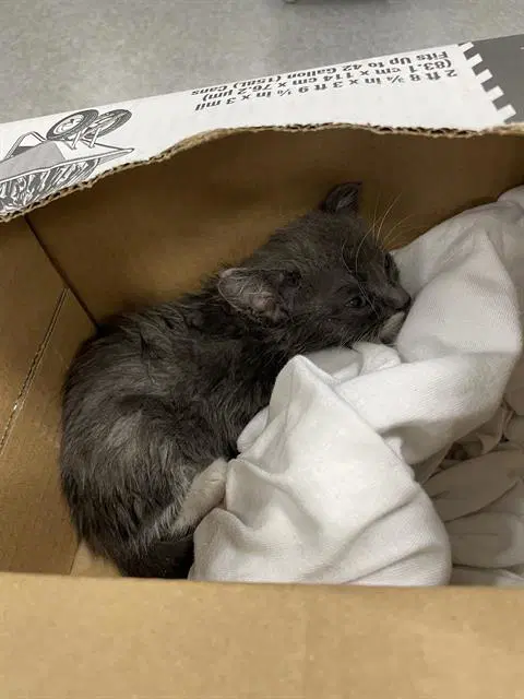 Herbert - Domestic Short Hair