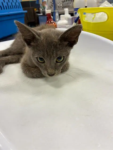Trip - Domestic Short Hair