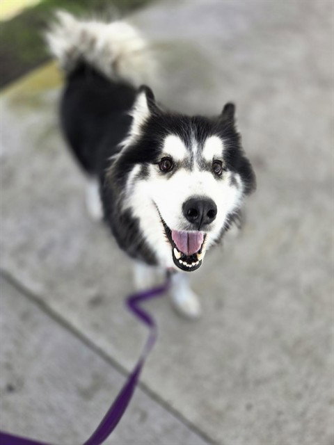 picture of the dog needing adoption