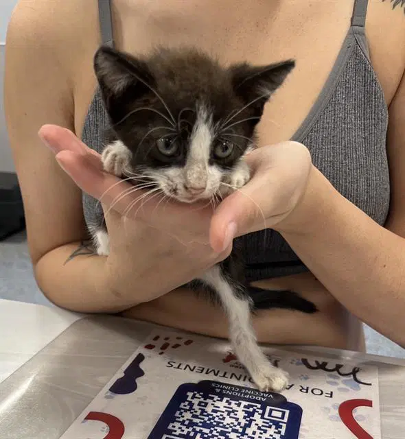 Tux - Domestic Short Hair