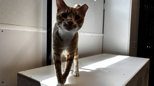picture of the cat needing adoption