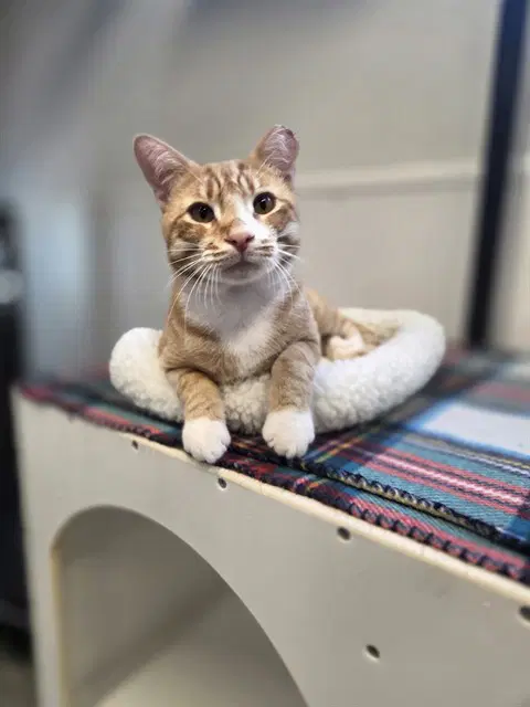 Cliff - Domestic Short Hair