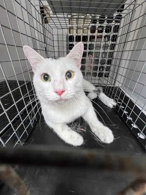 Beluga - Domestic Short Hair