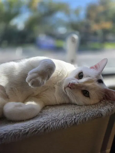 Beluga - Domestic Short Hair