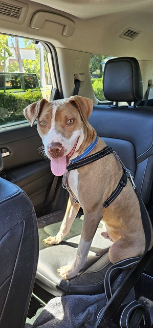 TANGO, a dog for adoption from Manatee County Animal Services