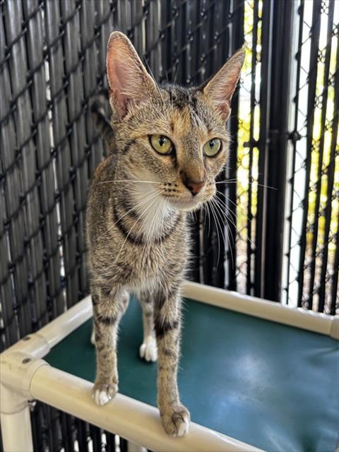 picture of the cat needing adoption