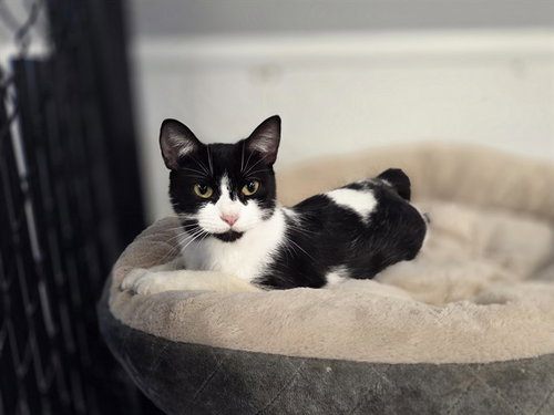 picture of the cat needing adoption