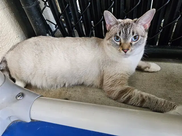 Liberty - Domestic Short Hair
