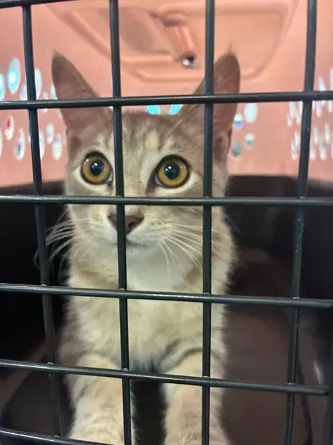 Figaro - Domestic Short Hair