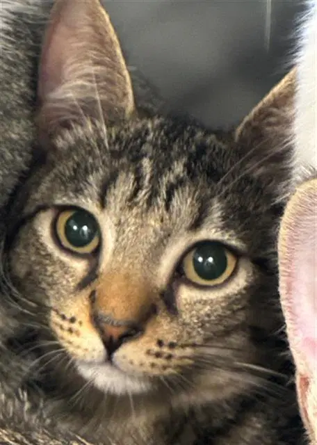 Coral - Domestic Short Hair