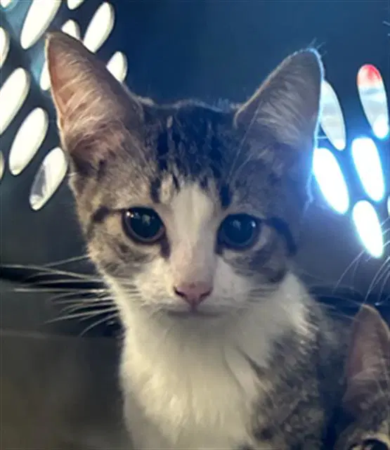 Summer - Domestic Short Hair