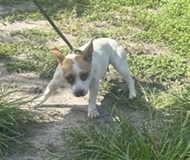 Unknown - Chihuahua