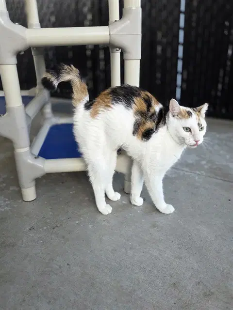 Rue - Domestic Short Hair