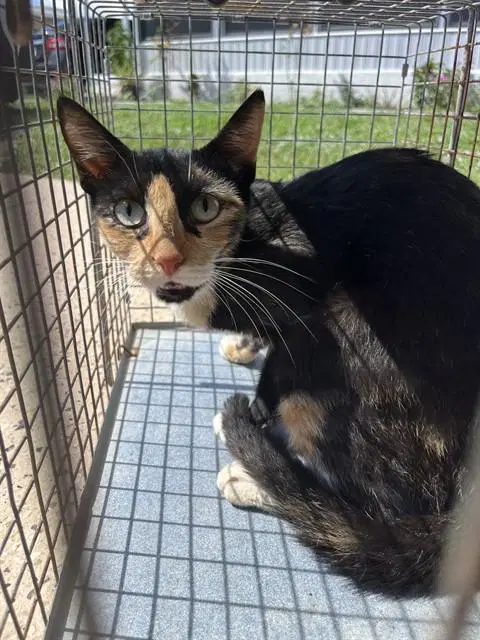 Unknown - Domestic Short Hair