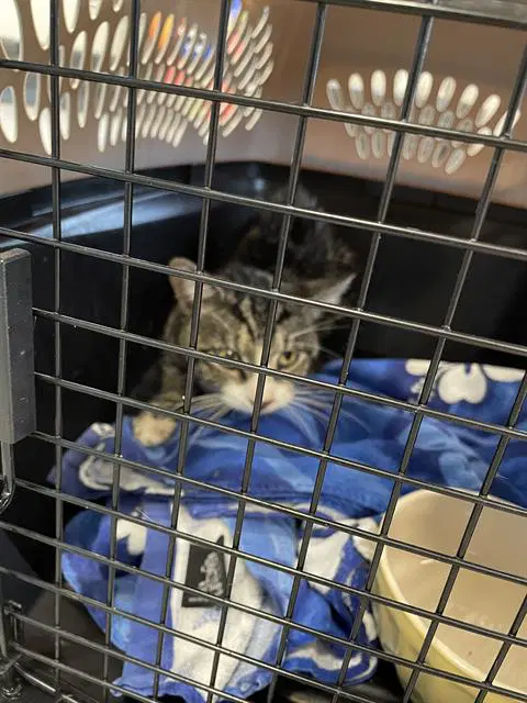 Pancake - Domestic Short Hair