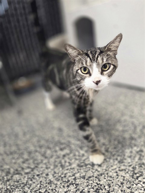 picture of the cat needing adoption