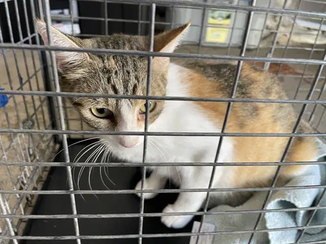 Sugar - Domestic Short Hair