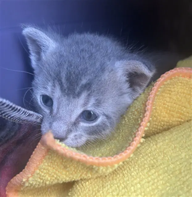 Persephone - Domestic Short Hair