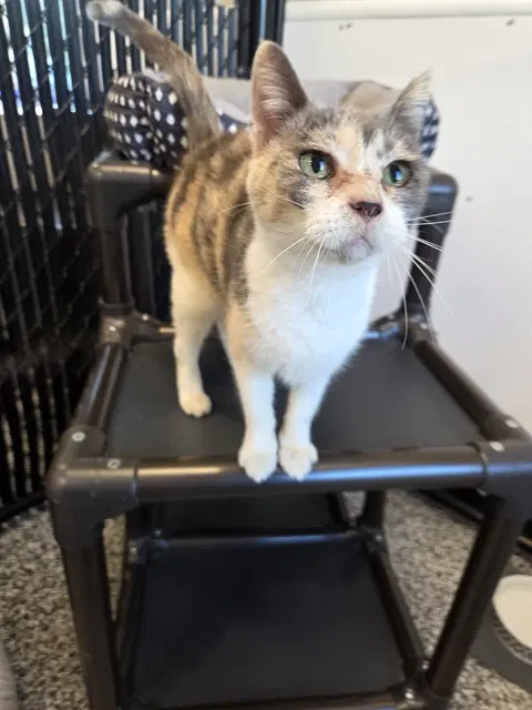 Phyllis - Domestic Short Hair