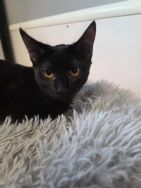 picture of the cat needing adoption