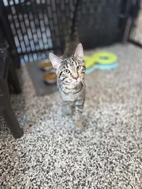 Ziggy - Domestic Short Hair