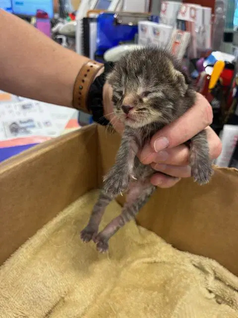 Granite - Domestic Short Hair